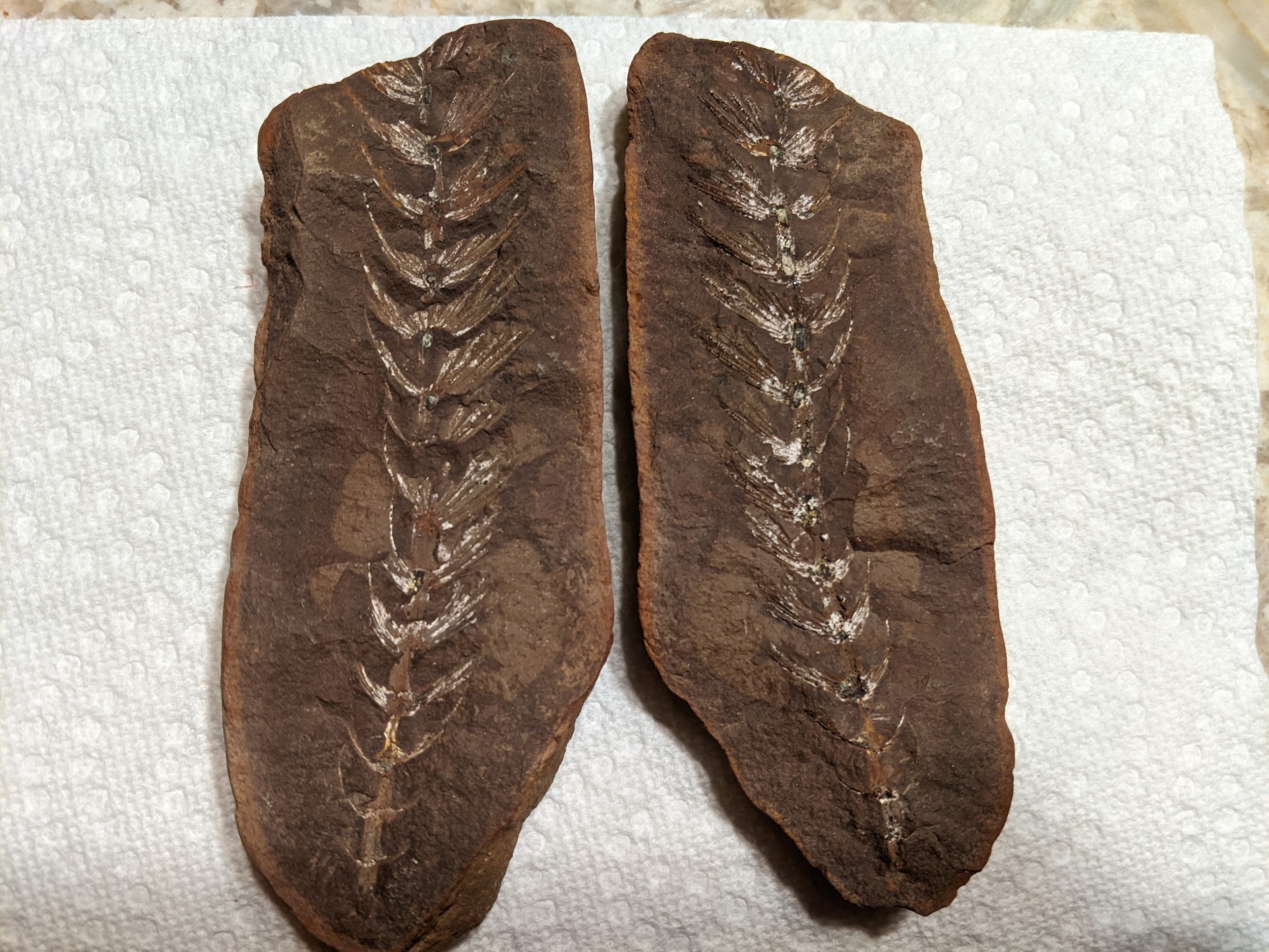 Fossil Friday #90: Asterophyllites equisetiformis