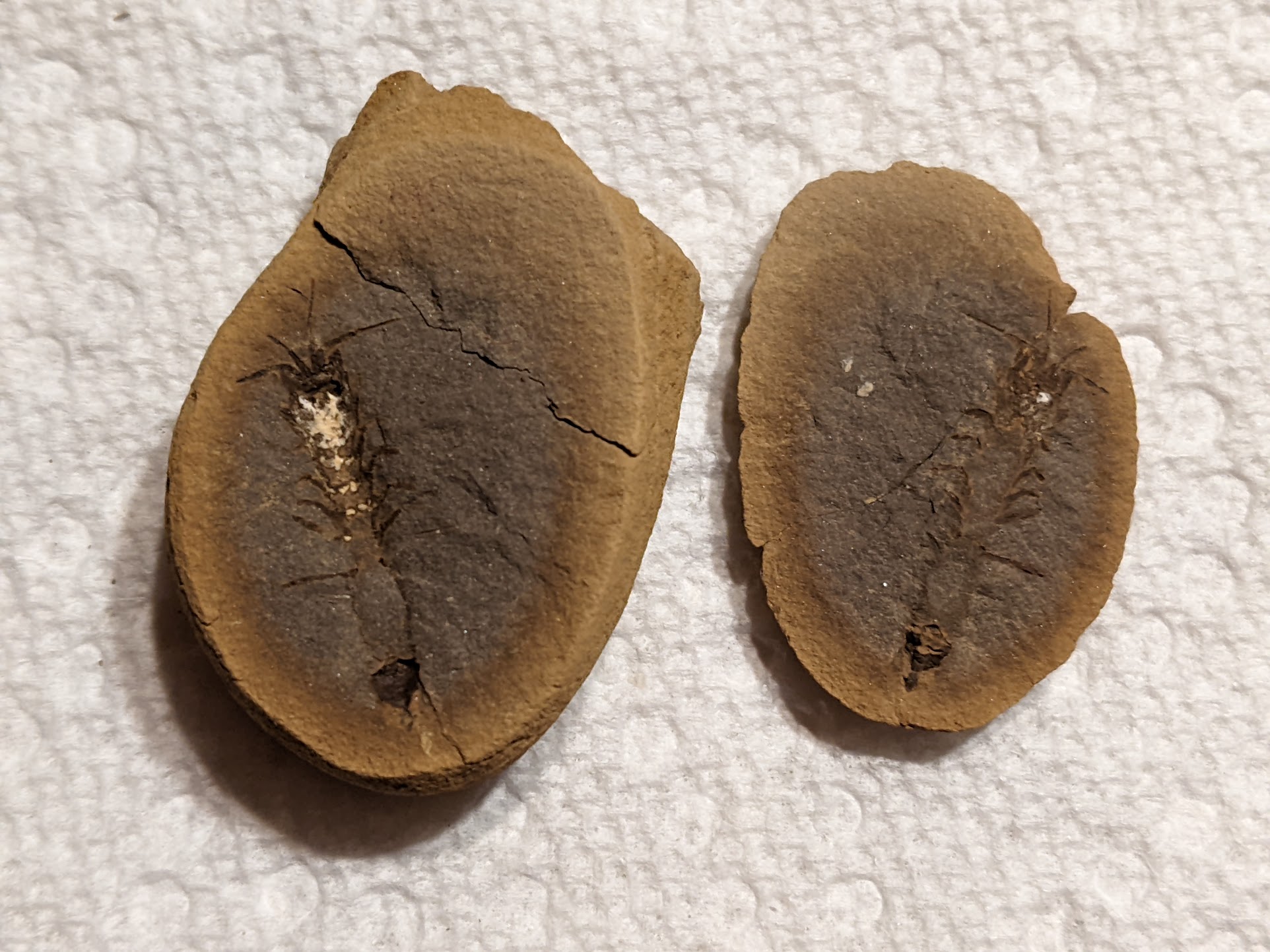 Fossil Friday #91: Paleocaris typus from the Mazon River