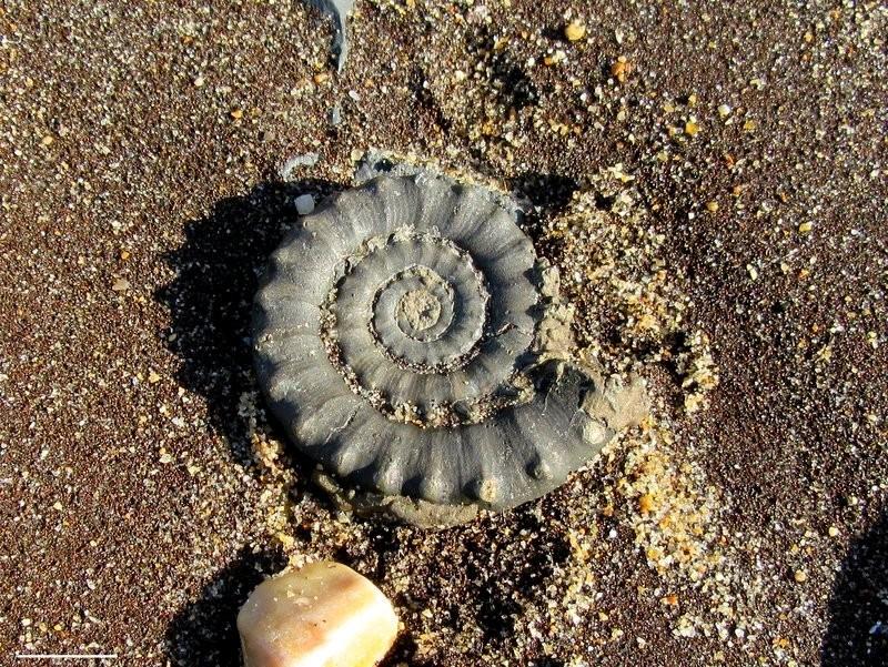Fossil Friday #93: Pyritized ammonite fossils from the Jurassic Coast in England