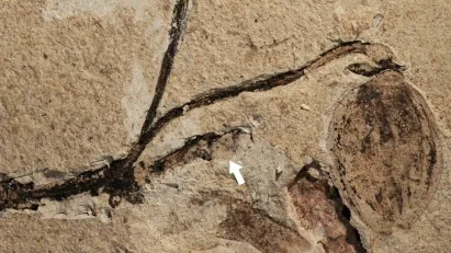 164 million-year-old plant fossil is the oldest example of a flowering bud