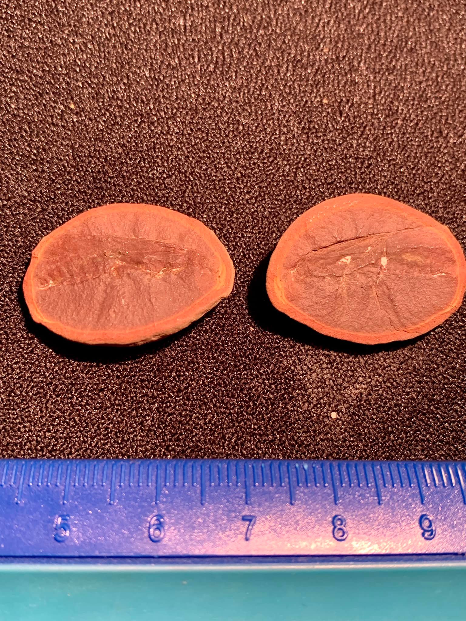 Fossil Friday #95: Mazon Creek Winged Insect – Diaphanopterodea