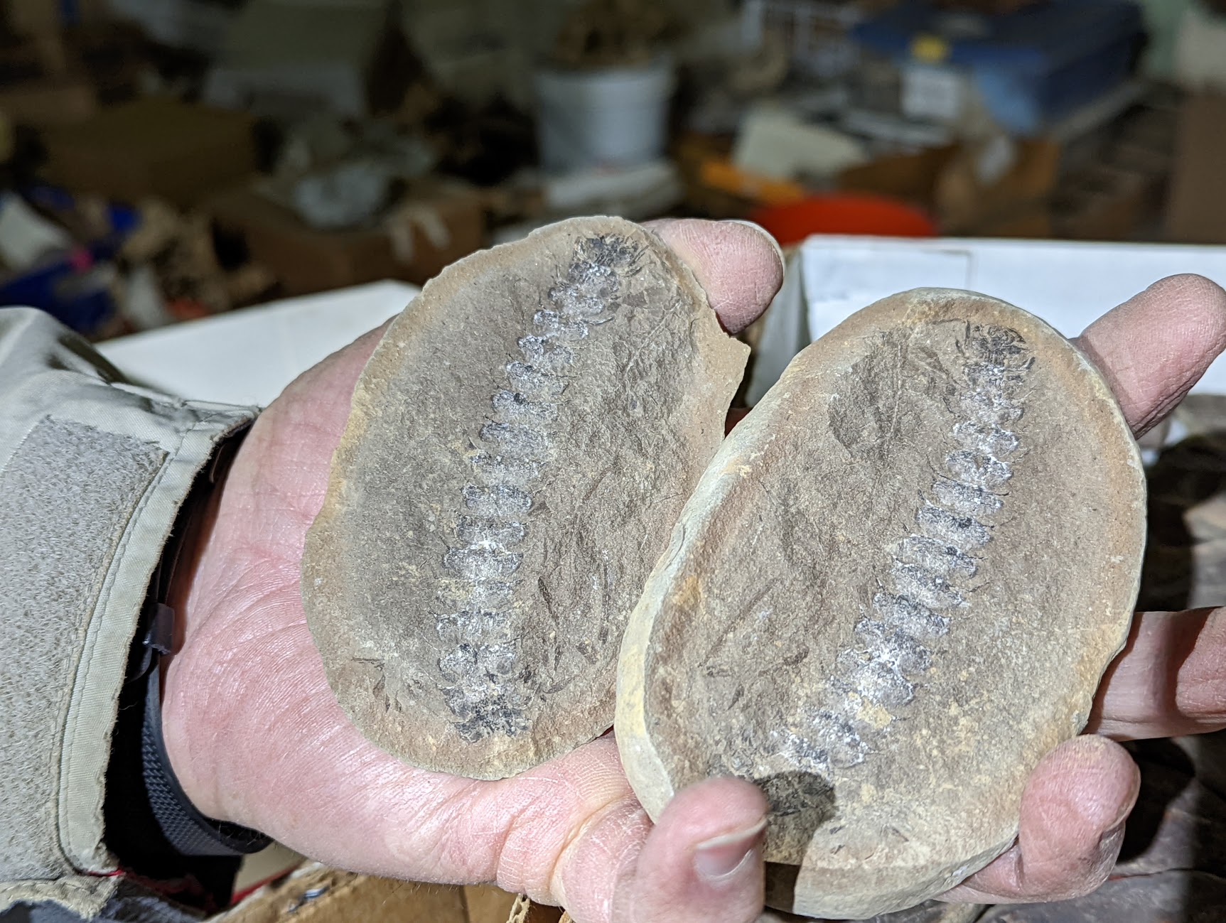 Mazon Monday #99: Calamostachys, sp.