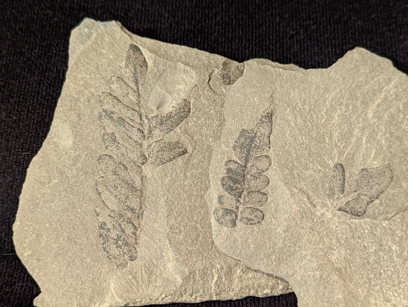 Fossil Friday #97: Kentucky Neuropteris