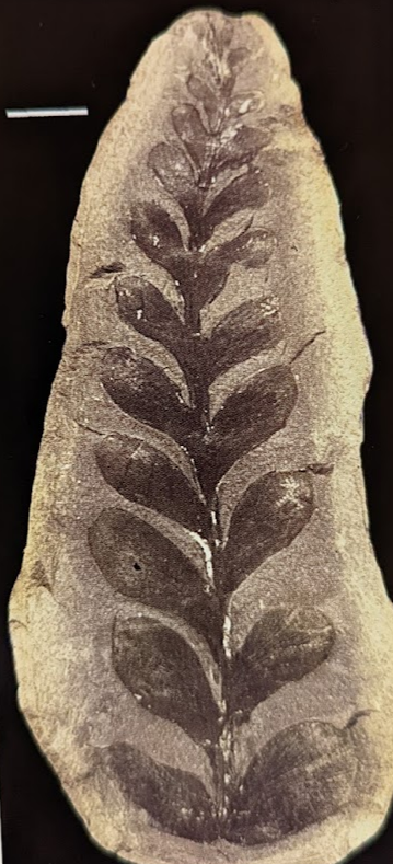 Mazon Monday #100: Odontopteris subcuneata