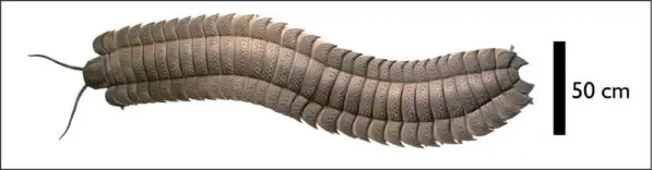 How we discovered a rare giant millipede fossil on a beach, and why it matters