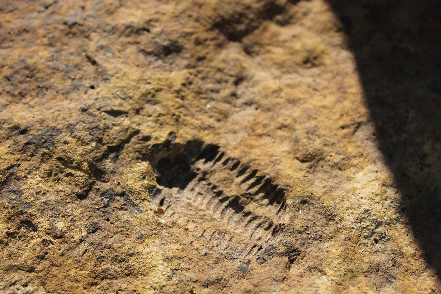 Will County Forest Preserve: “Fossils: Frozen in Time” – Saturday, February 5th, 2022