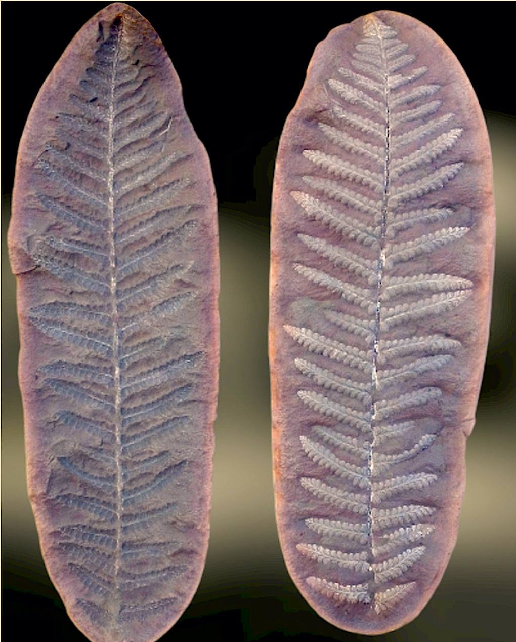 Mazon Monday #104: Mid-century Mazon Creek