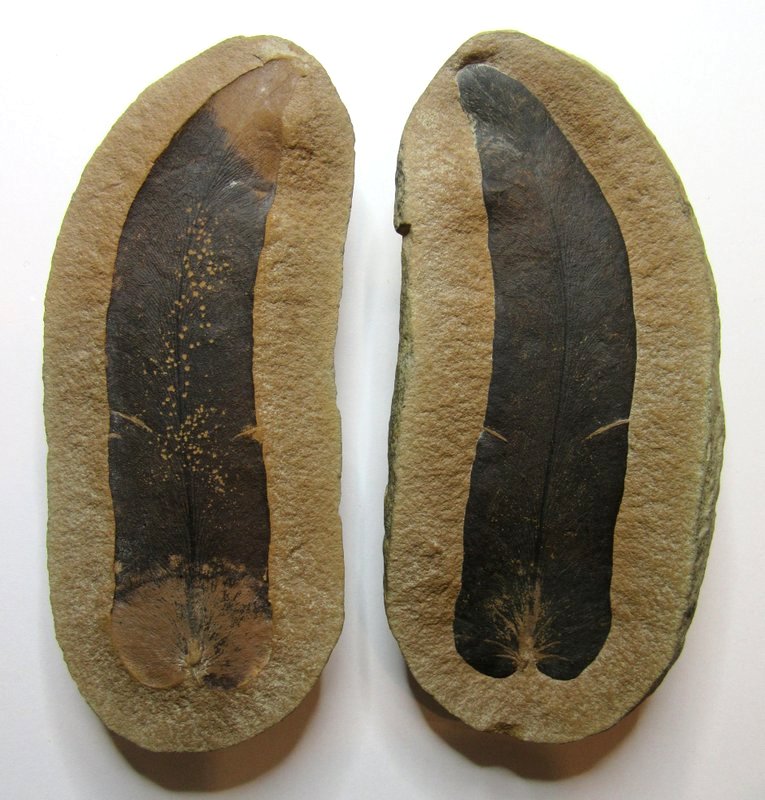 Fossil Friday #98: Missouri Macroneuropteris scheuchzeri