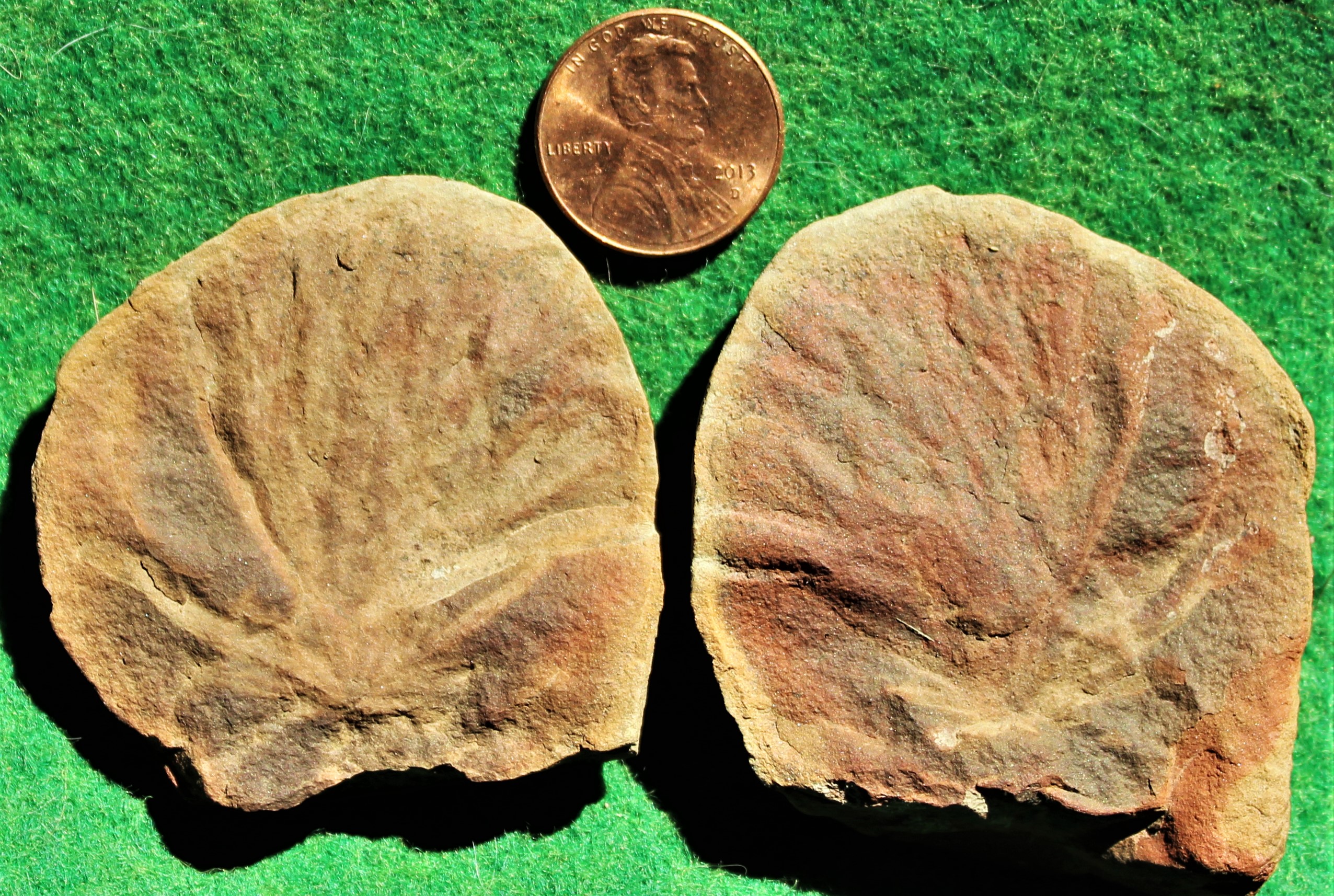 Fossil Friday #101: Mazon Creek Aquatic Plants