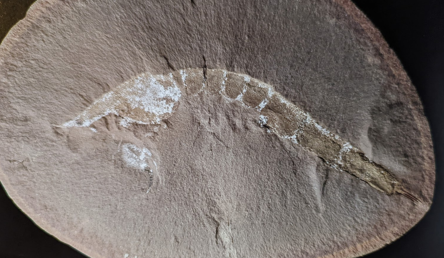 Mazon Monday #105: Kellibrooksia macrogaster