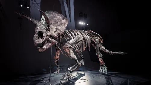 Meet ‘Horridus,’ one of the most complete Triceratops fossils ever found