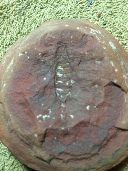 Mazon Monday #102: Eoscorpius carbonarius