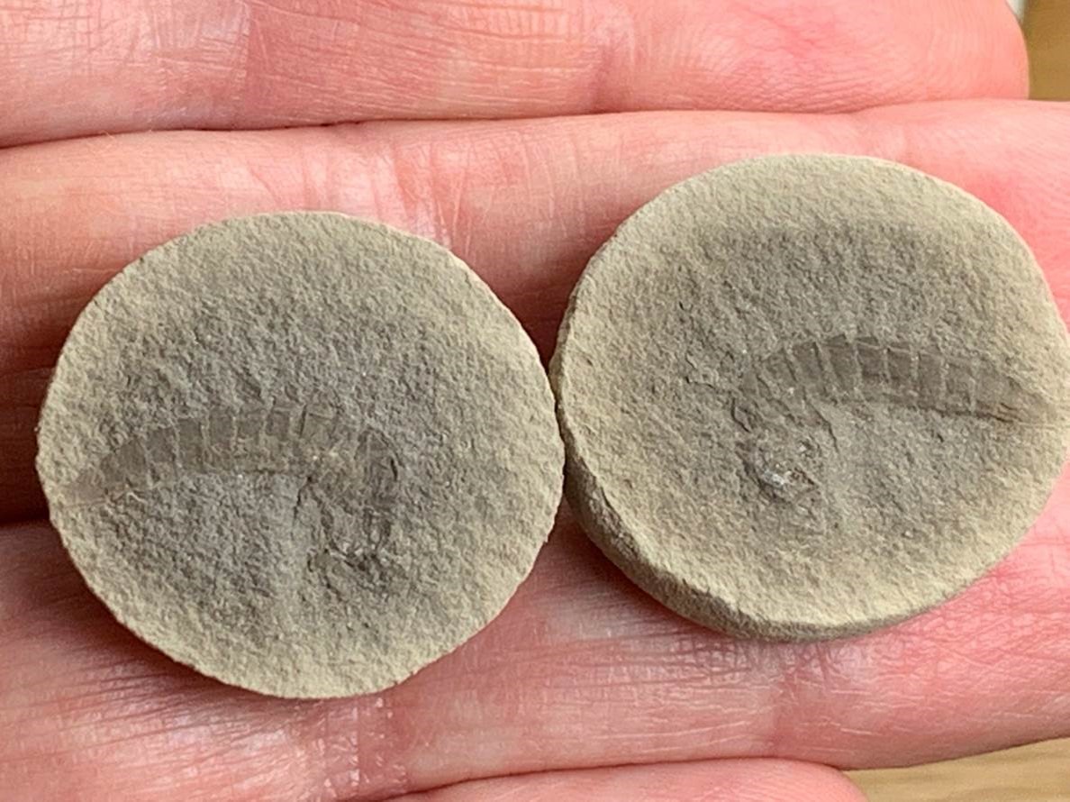 Fossil Friday #104: Dasyleptis brongniarti