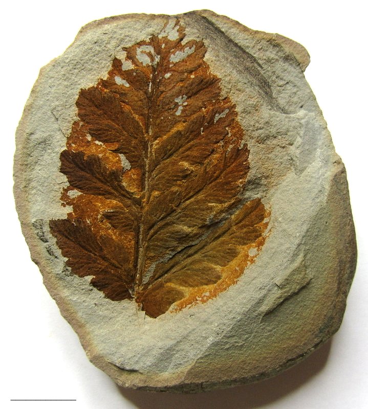 Fossil Friday #103: Mariopteris sphenopteroides