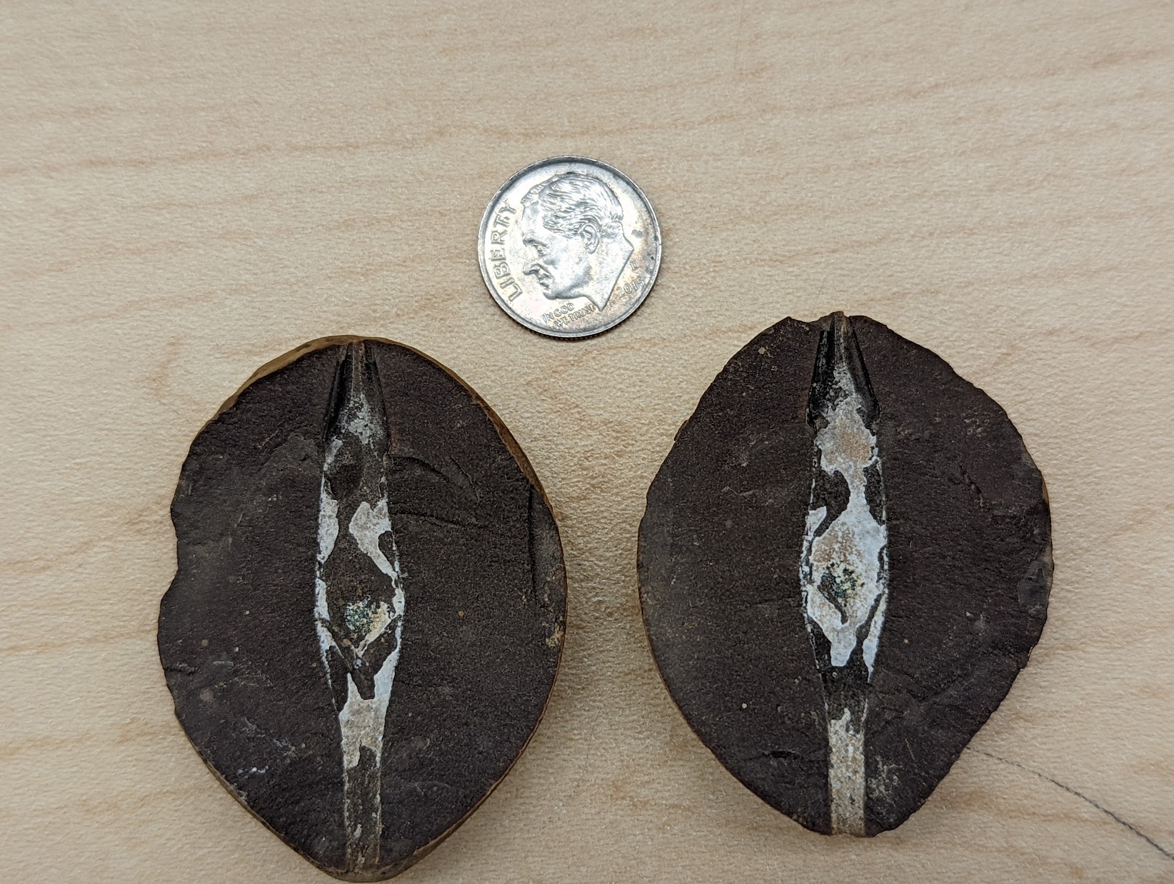 Fossil Friday #106: Palaeoxyris prendeli from Central Illinois