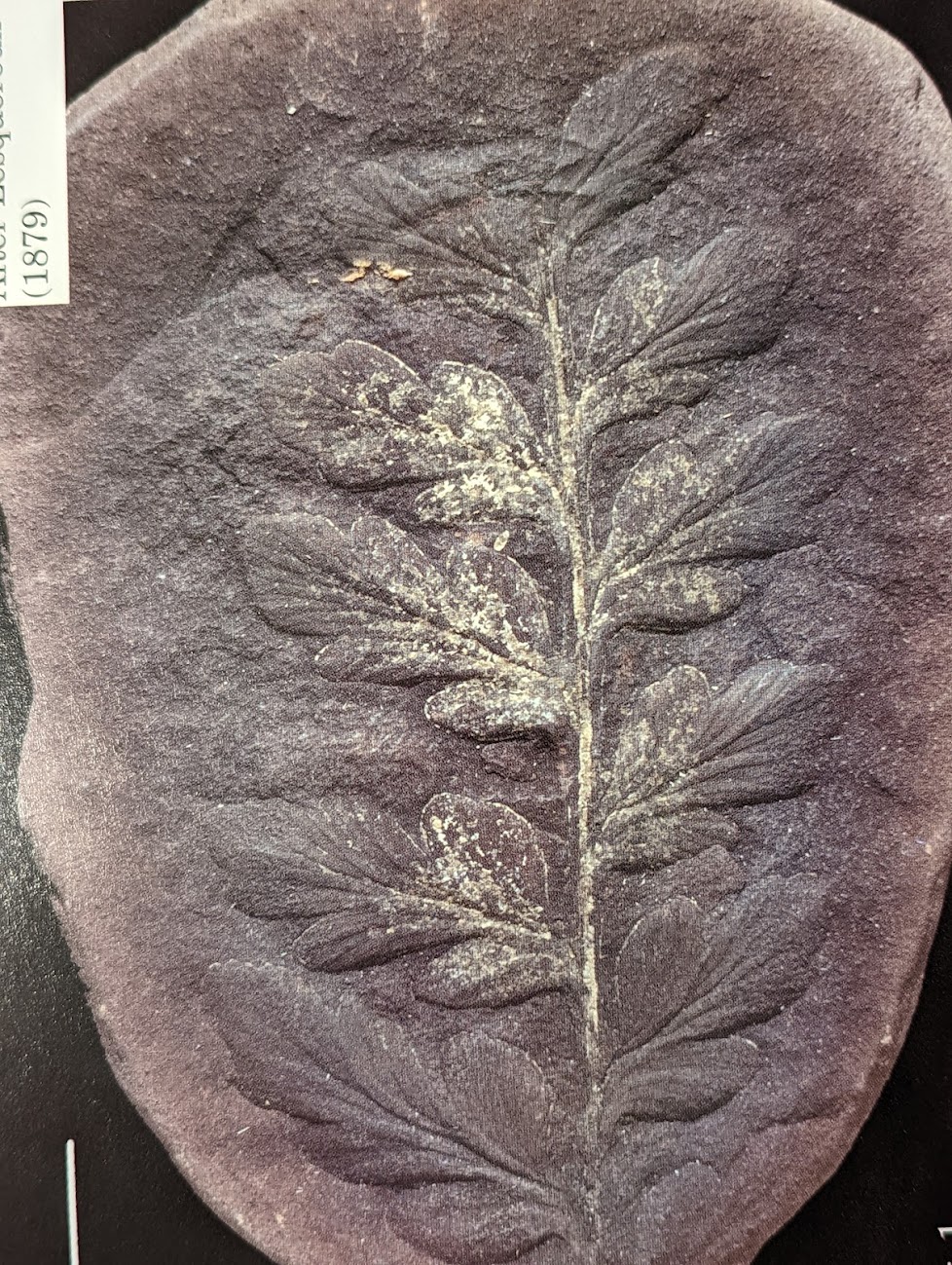 Mazon Monday #108: Mariopteris decipiens