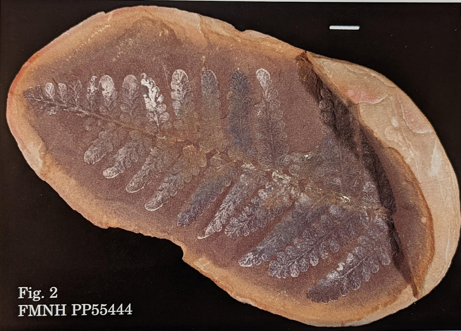Mazon Monday #109: Pecopteris notata