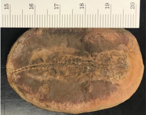 Mazon Monday #106: Video for Arjan Mann’s “Revisiting the exceptional tetrapod fauna of Mazon Creek, Illinois”