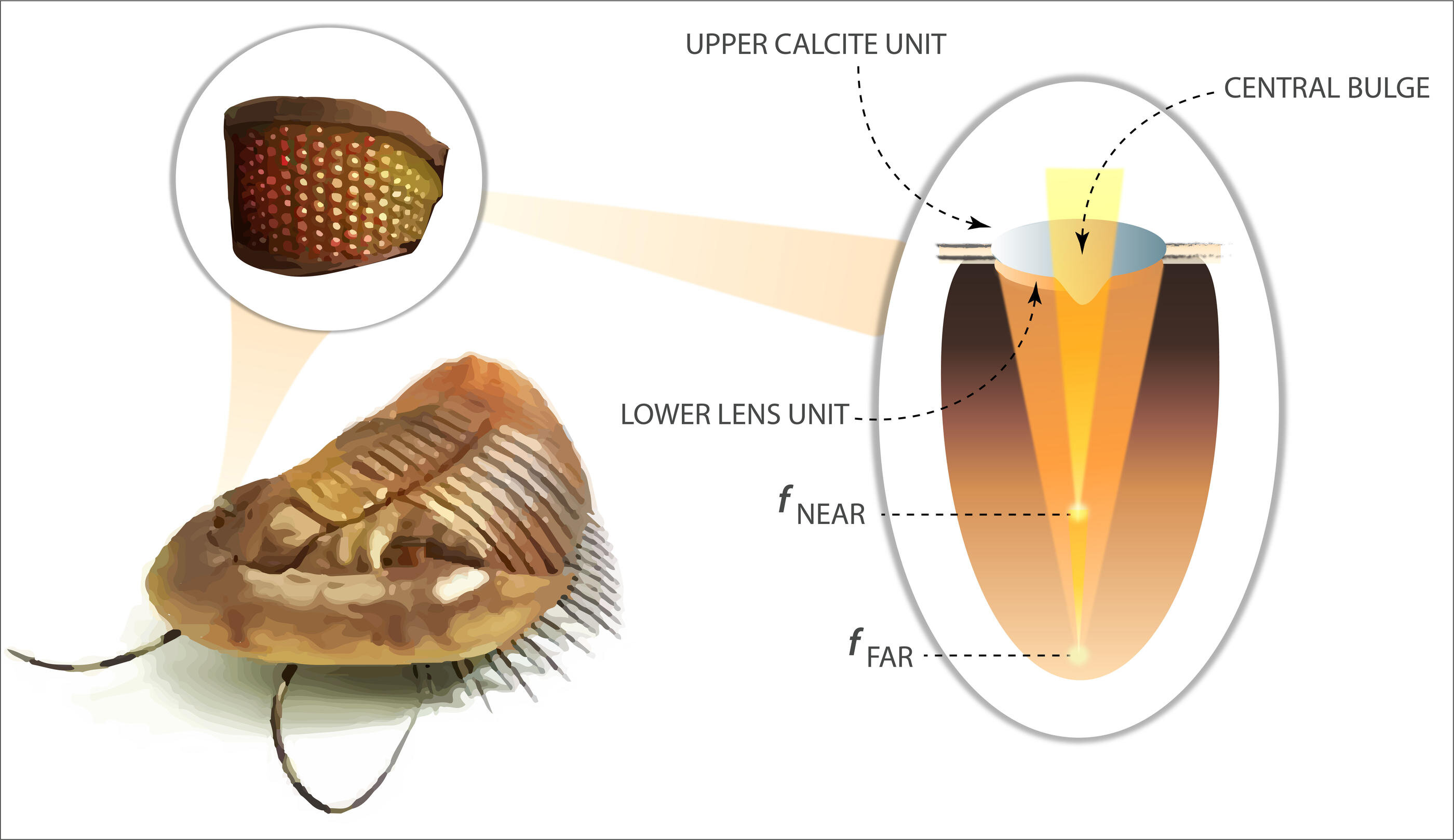 Trilobite Tuesday #38: Inspired by prehistoric creatures, researchers make record-setting lenses