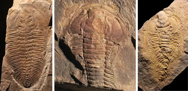 Trilobite Tuesday #37: Trilobite Fossils Suggest Cannibalism Is More Ancient Than Once Thought