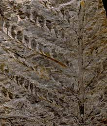Video for ESCONI April 2022 General Meeting – “Devonian plants from the famous Red Hill location”