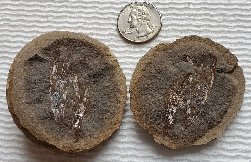 Mazon Monday #114: Codonotheca caduca