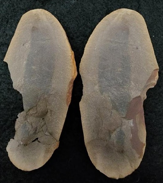 Fossil Friday #109: Tully Monster!