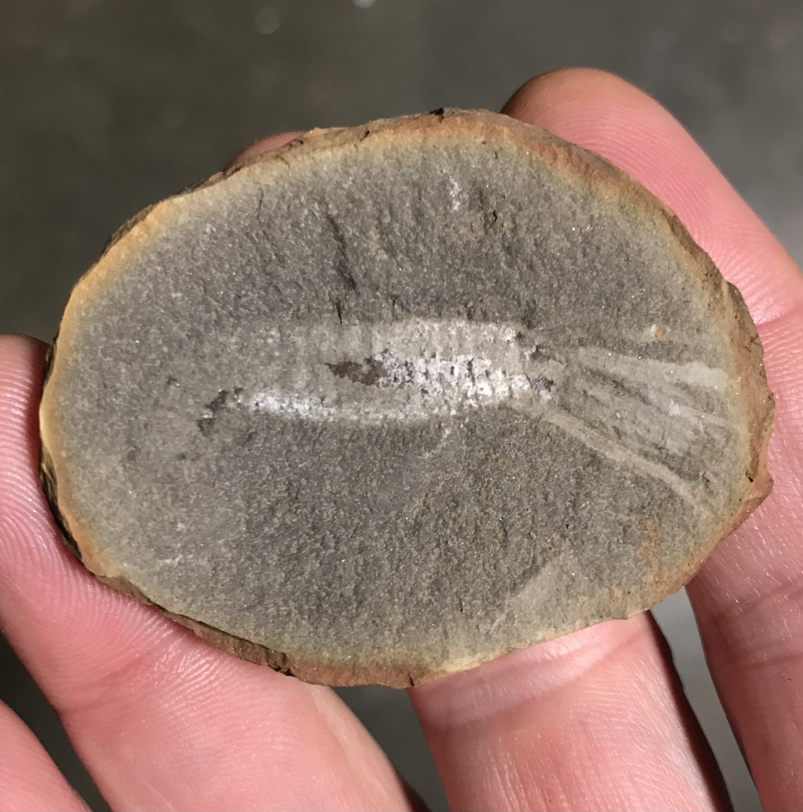 Fossil Friday #108: Mazopherusa prinosi from Braceville