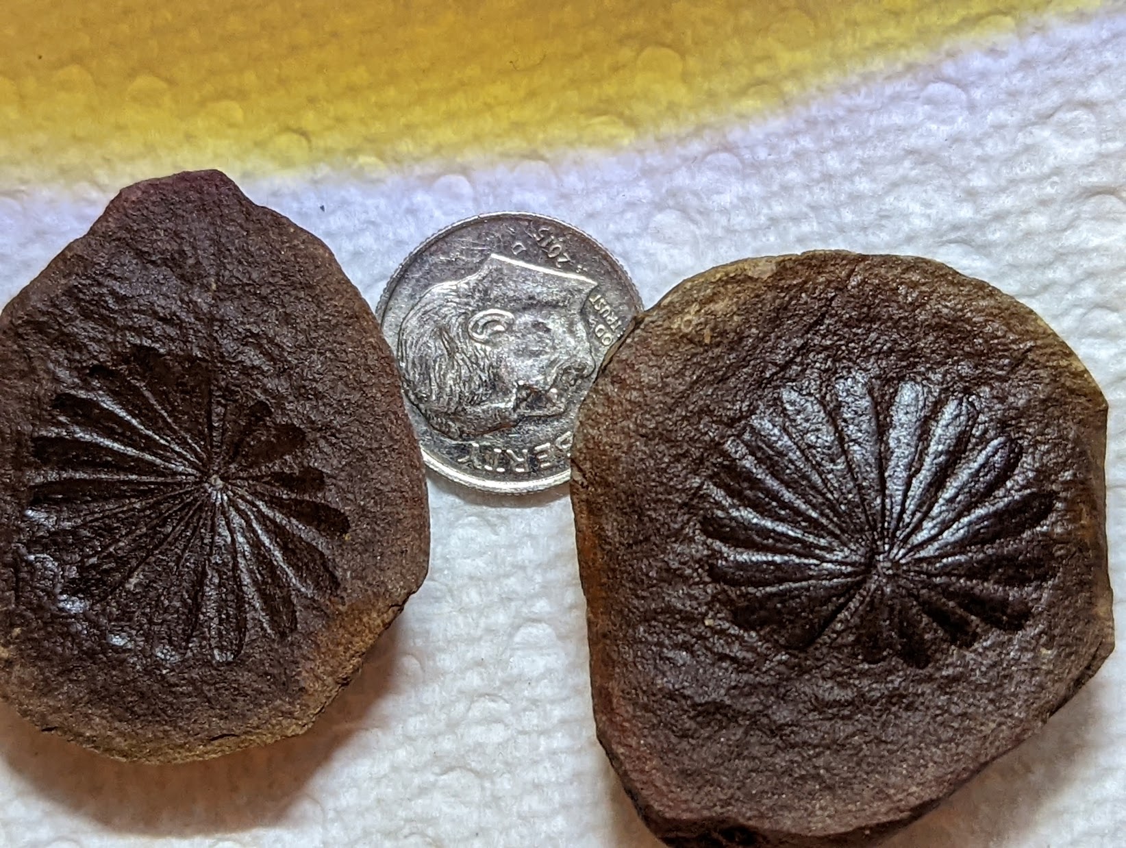 Fossil Friday #107: Annularia from Vigo County, IN