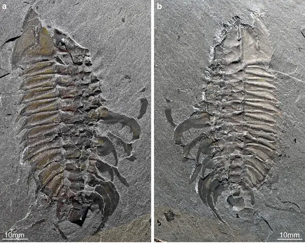 Trilobite Tuesday #39: Before There Were Birds or Bees, This Is How Trilobites Made Babies