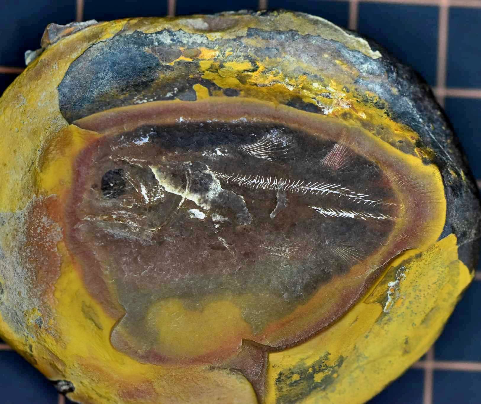 Fossil Friday #111: Rhabdoderma exiguum