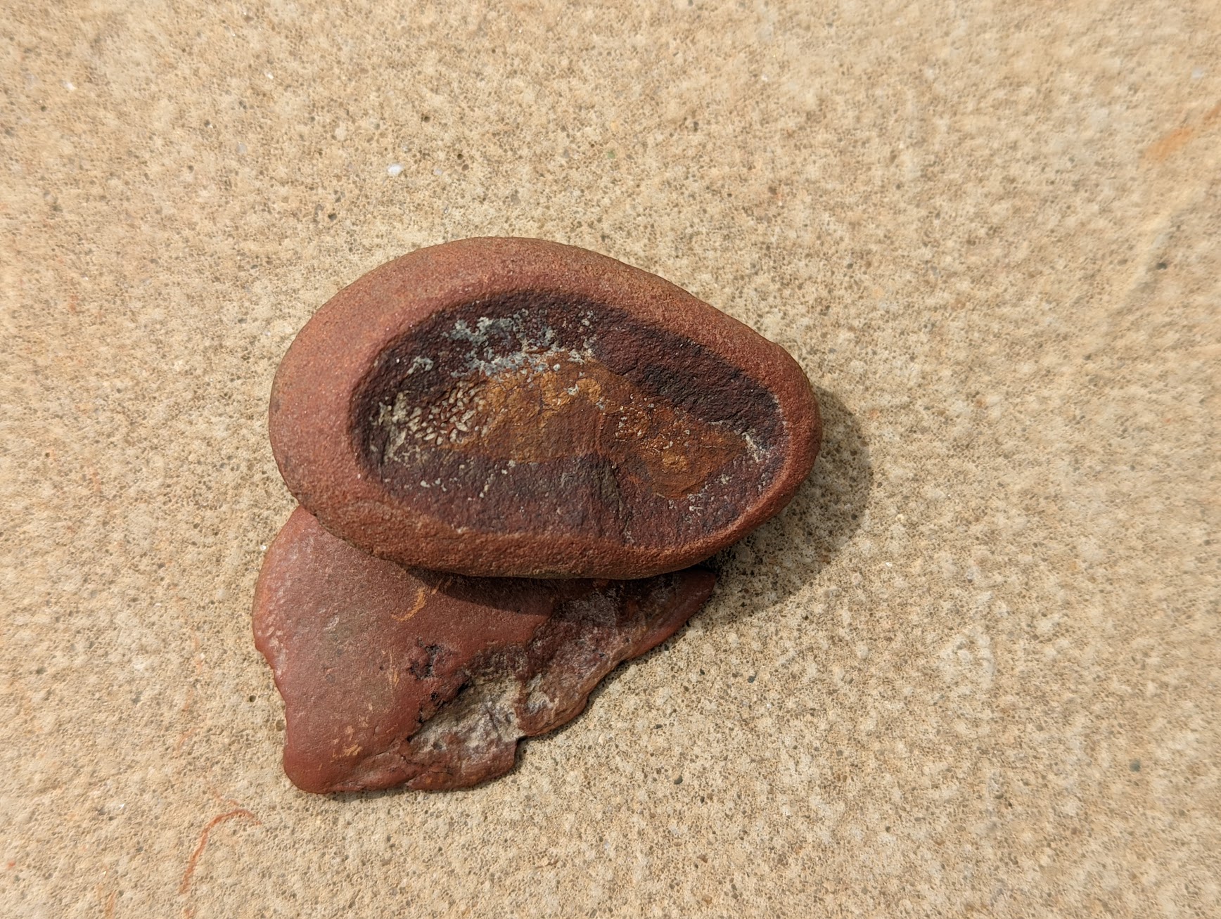 Fossil Friday #112: Coprinoscolex elliogimus!