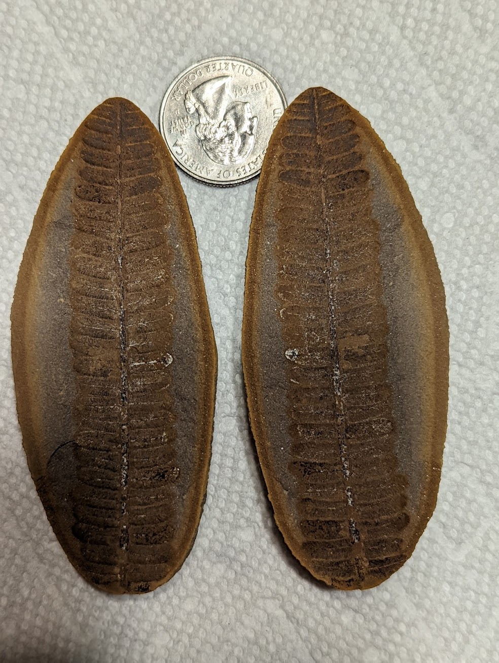 Mazon Monday #117: Crenulopteris mazoniana