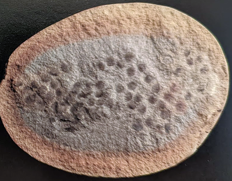 Mazon Monday #118: Mazonova helmichnus