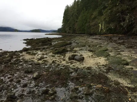 New prehistoric plant discovery highlights the unexpected diversity of non-flowering plants