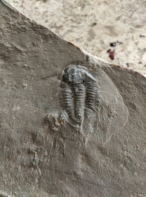Throwback Thursday #117: Trilobite Troubles