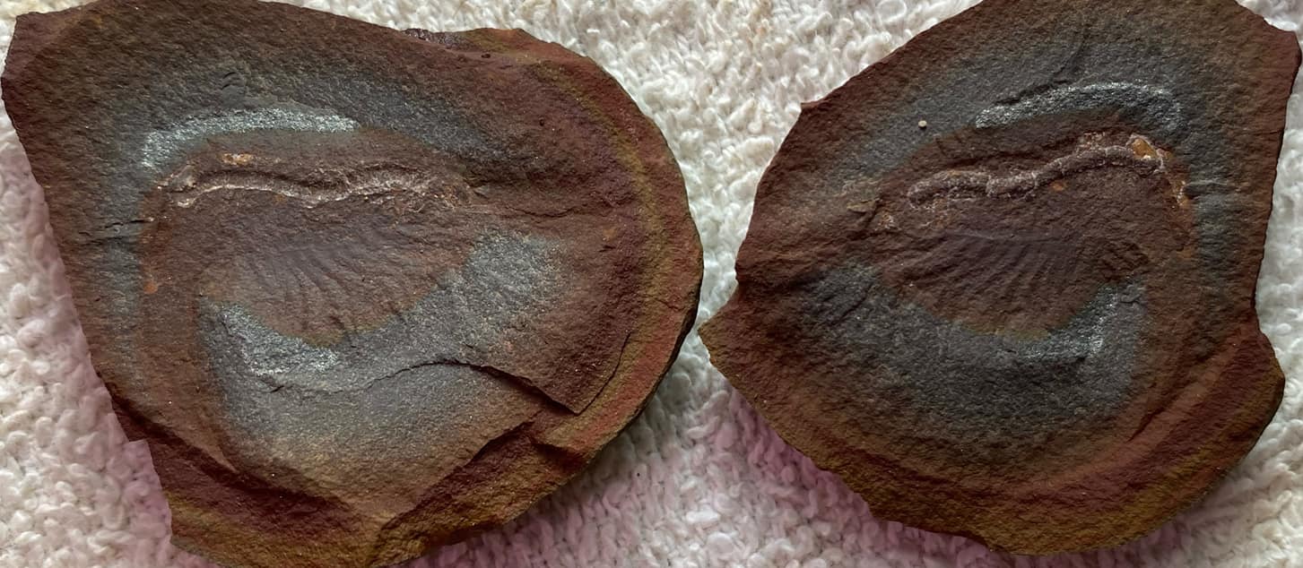 Fossil Friday #117: Lobatelson mclaughlinae