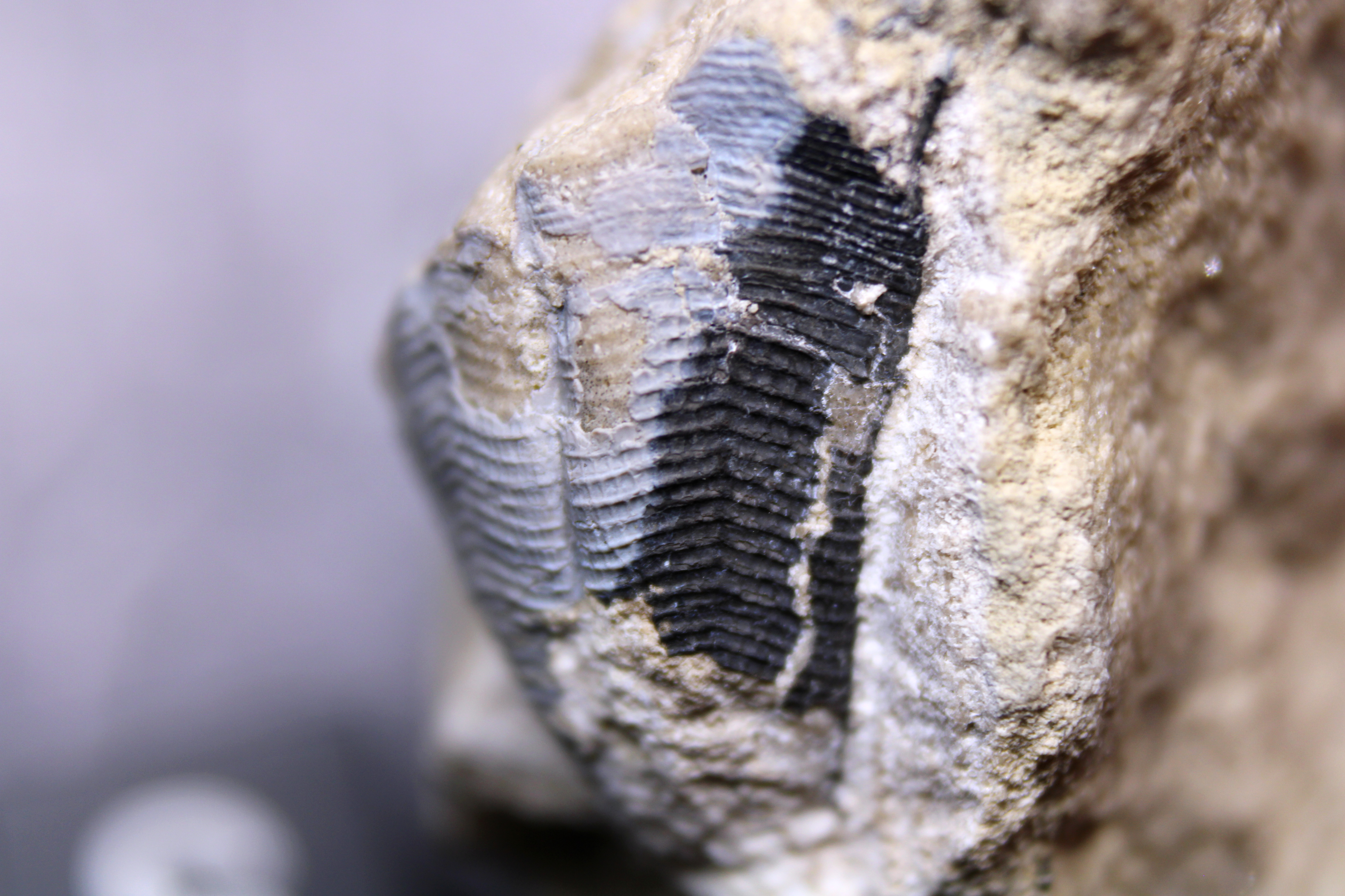 Fossil Friday #115: Ordovician Conulariid