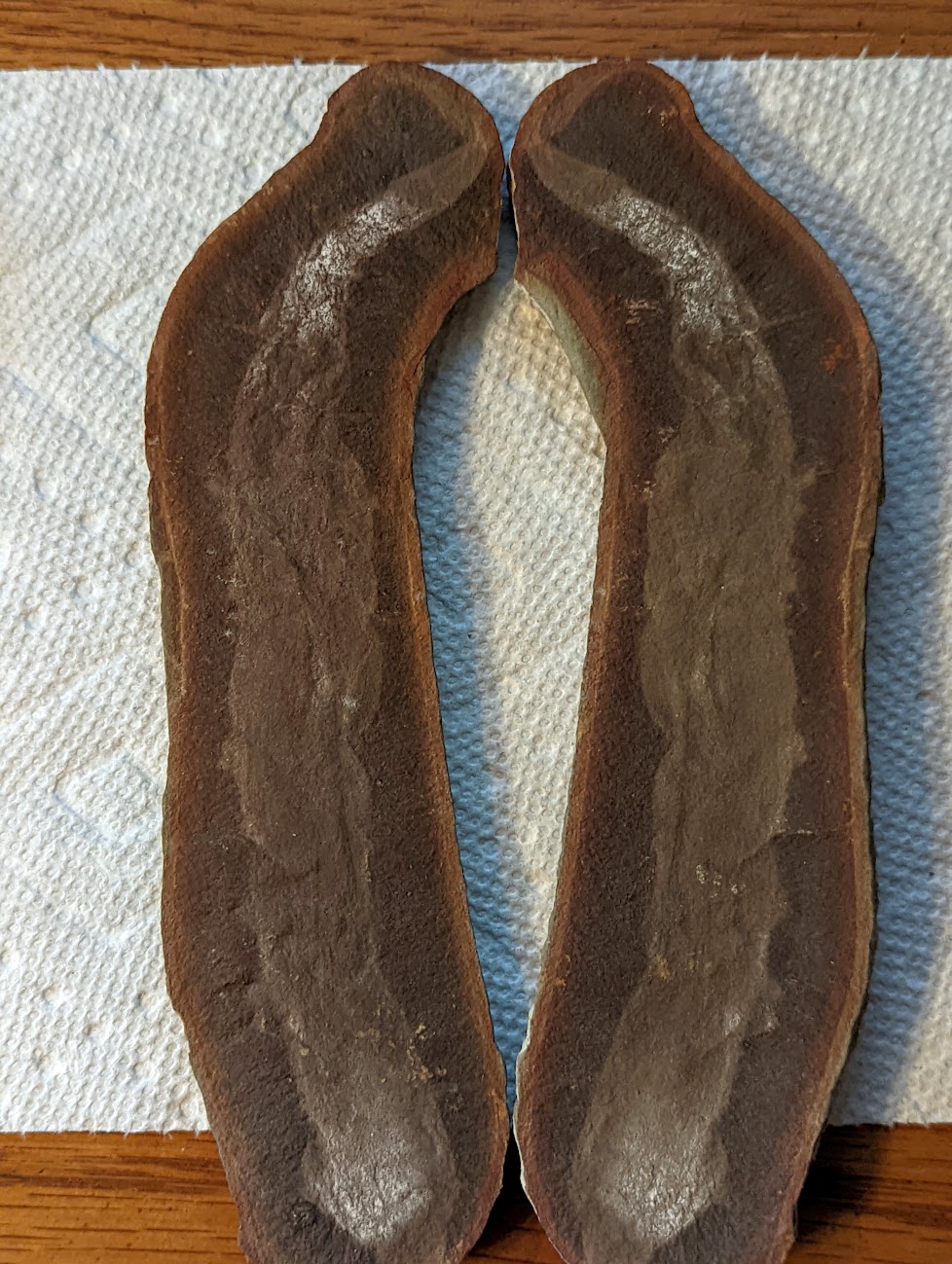 Fossil Friday #118: Tully Monster