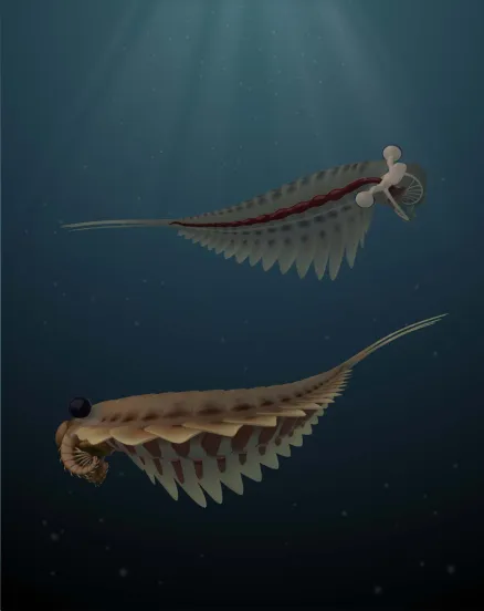 500-million-year-old fossilized brains of Stanleycaris prompt a rethink of the evolution of insects and spiders