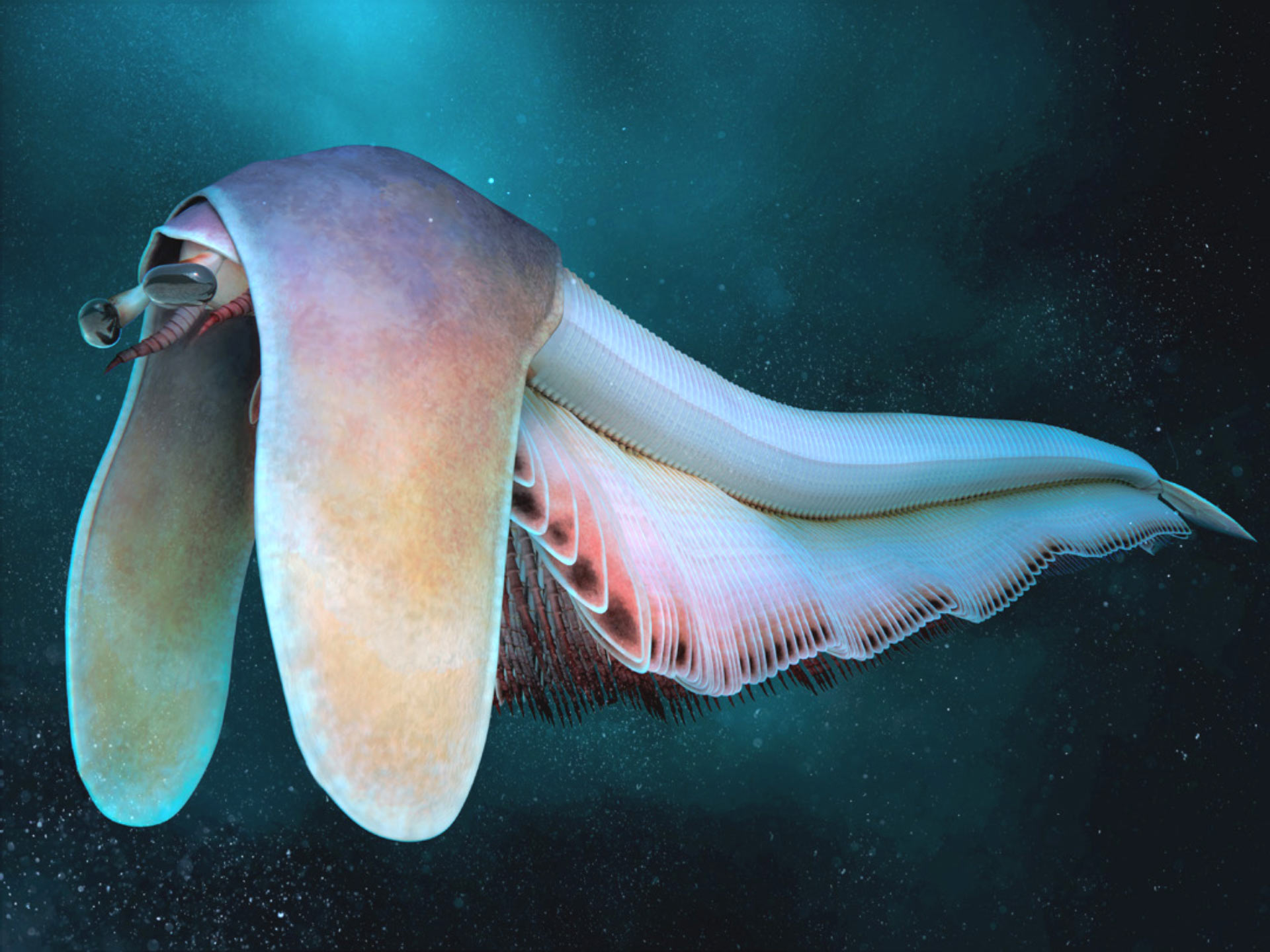 Cambrian Bivalved Arthropod Had Extremely Multisegmented Body