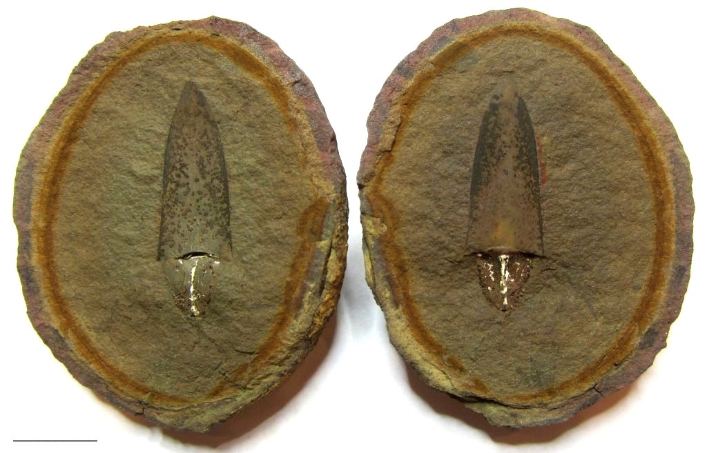 Fossil Friday #123: Lepidostrobophyllum lanceolatus