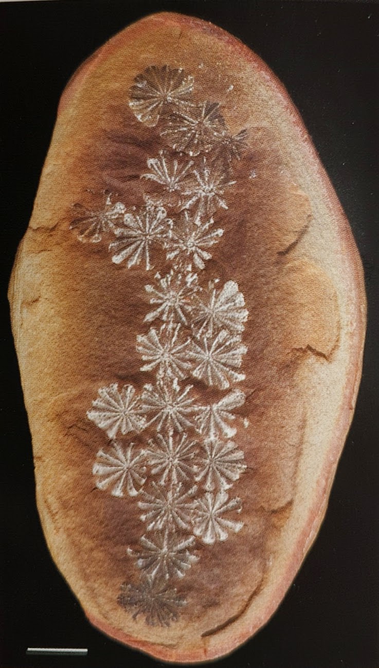 Mazon Monday #123: Annularia sphenophylloides