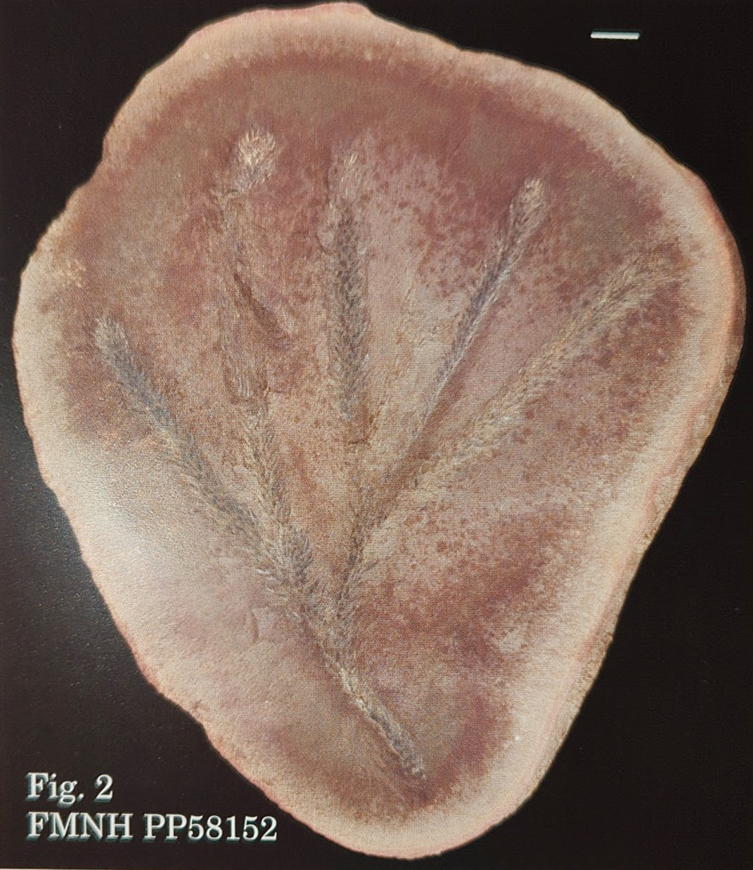 Mazon Monday #125: Lycopodites meekii