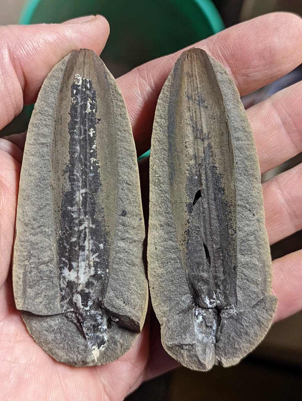 Mazon Monday #124: Lepidostrobophyllum majus