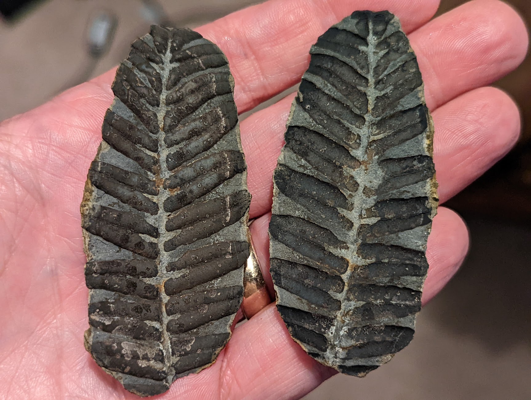 Fossil Friday #121: Alethopteris from Danville