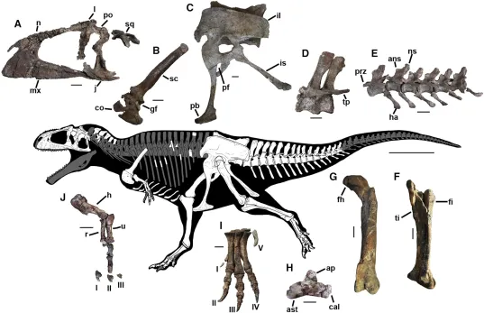 Big head, small arms: A newly discovered gigantic dinosaur evolved in a similar manner to Tyrannosaurus rex