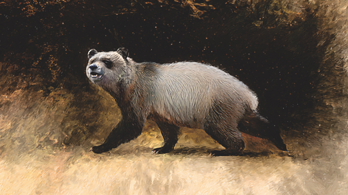 Europe’s last pandas were giant weaklings who couldn’t even eat bamboo