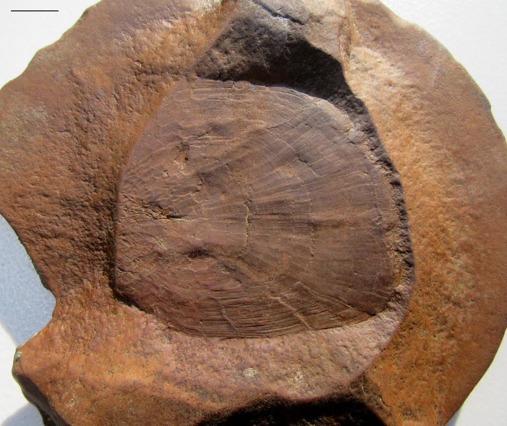 Fossil Friday #124: Mazon Creek Lungfish Scale