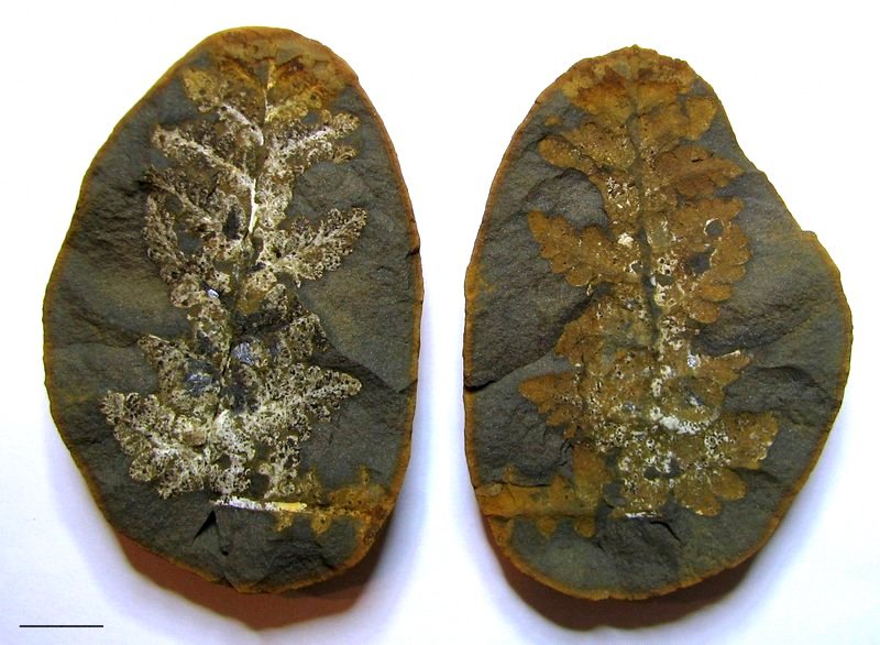 Mazon Monday #129: Pecopteris fontainei